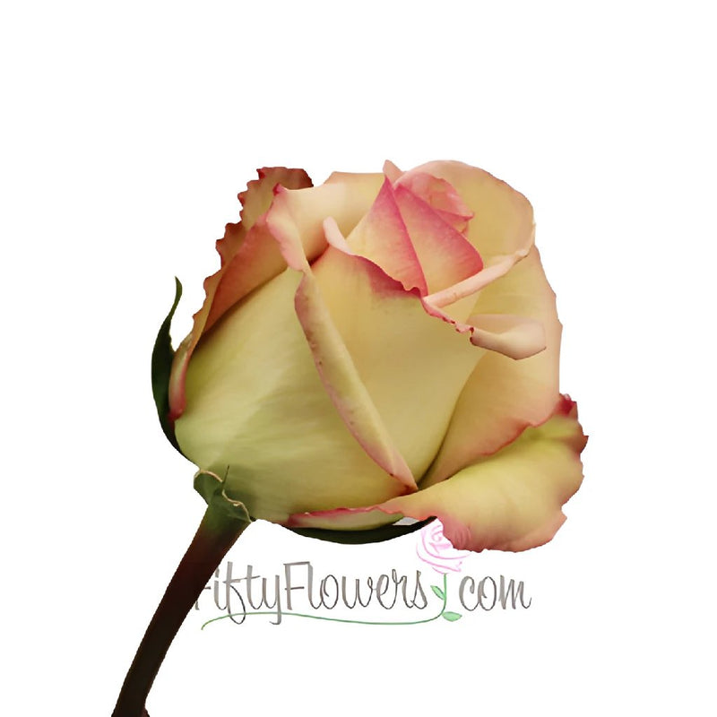 Cezanne Cream and Pink Dipped Rose