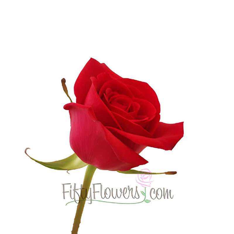 Cherry Love Red Rose