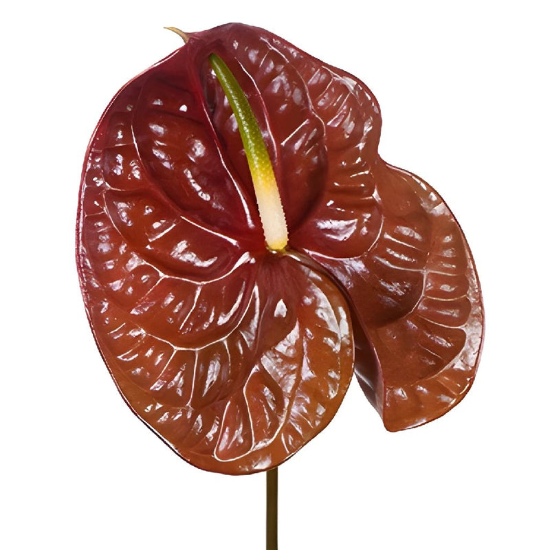 Anthurium Cocoa Tropical Flower