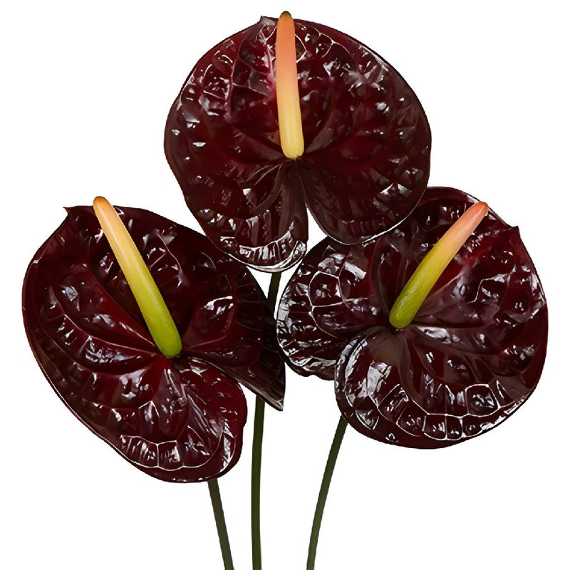 Anthurium Dark Chocolate Tropical Flower