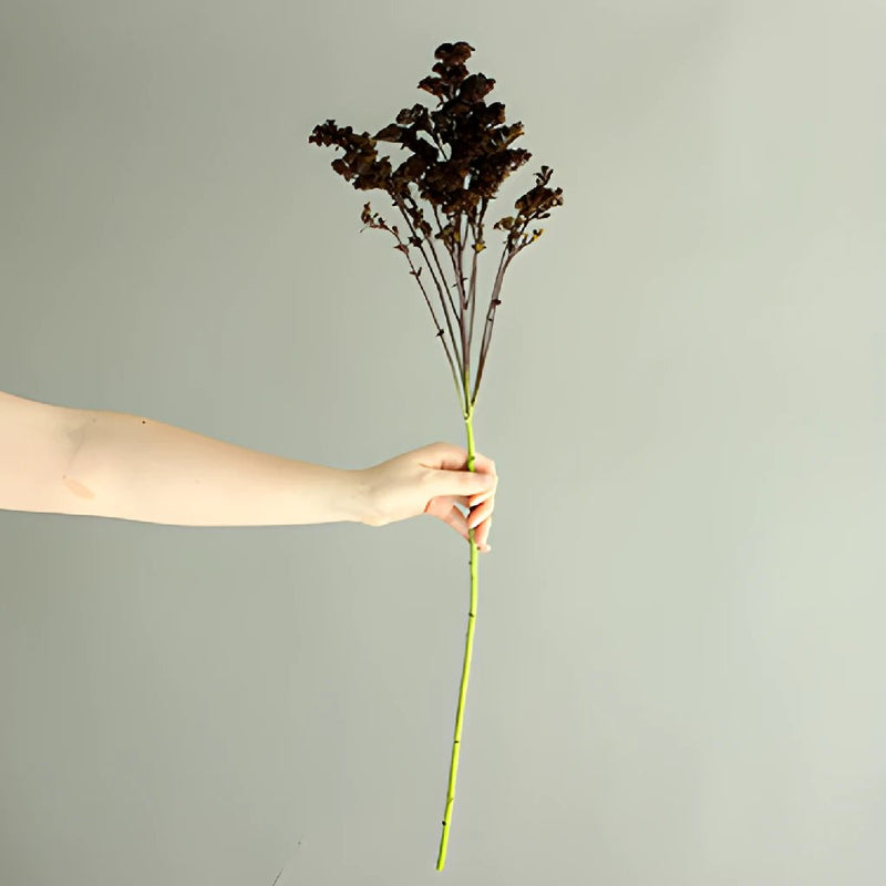 Chocolate Tinted Solidago Flower