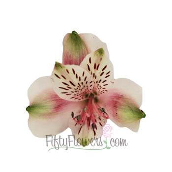 Bicolor White and Pink Peruvian Lilies
