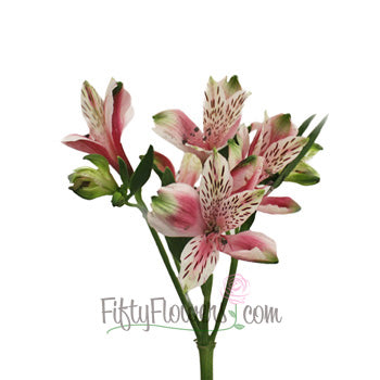 Bicolor White and Pink Peruvian Lilies