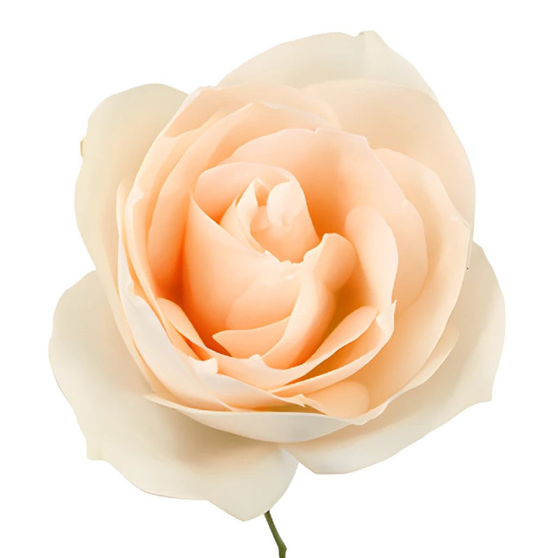 James Peach Sweetheart Rose