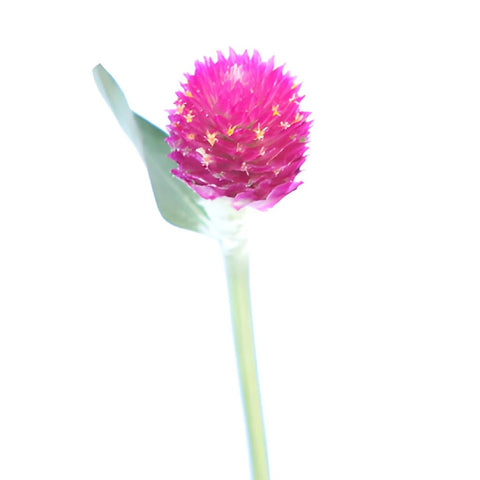 Clover Hot Pink Bulk Flower