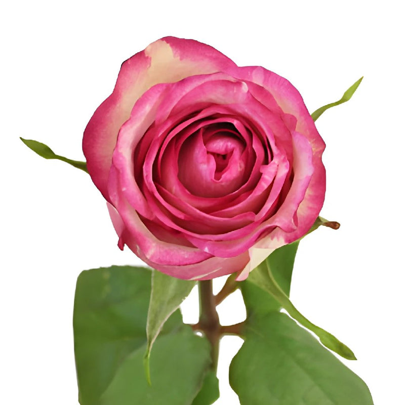 Pink Spotlight Rose