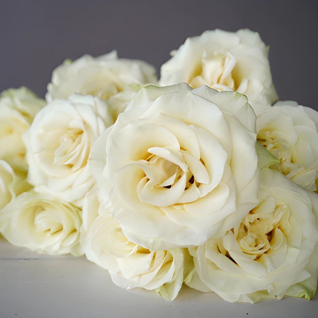 Mondial White Rose