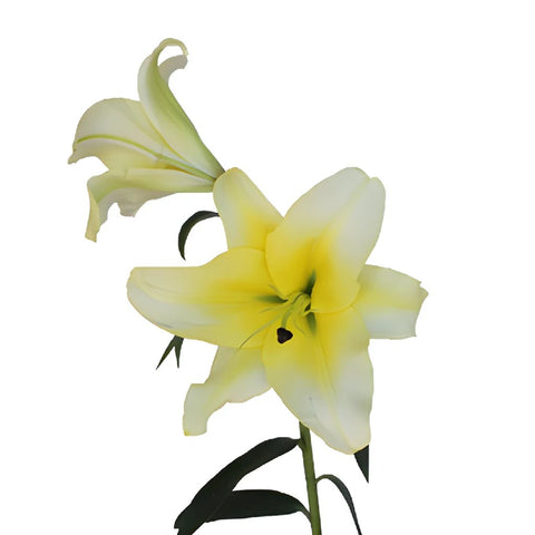 Oriental Lily Concador Flower