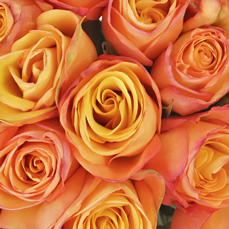 Buy Wholesale Aurora Rose in Bulk - FiftyFlowers