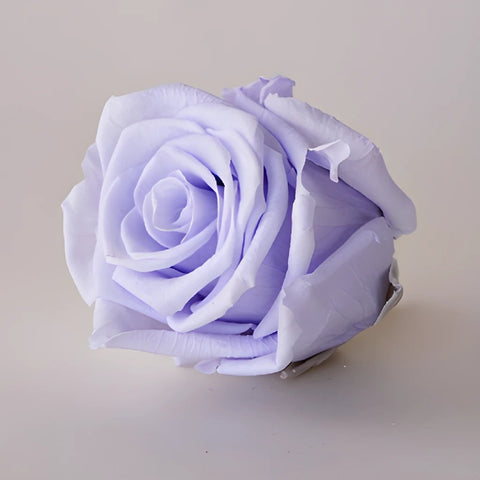 Preserved Cool Lavender Rose