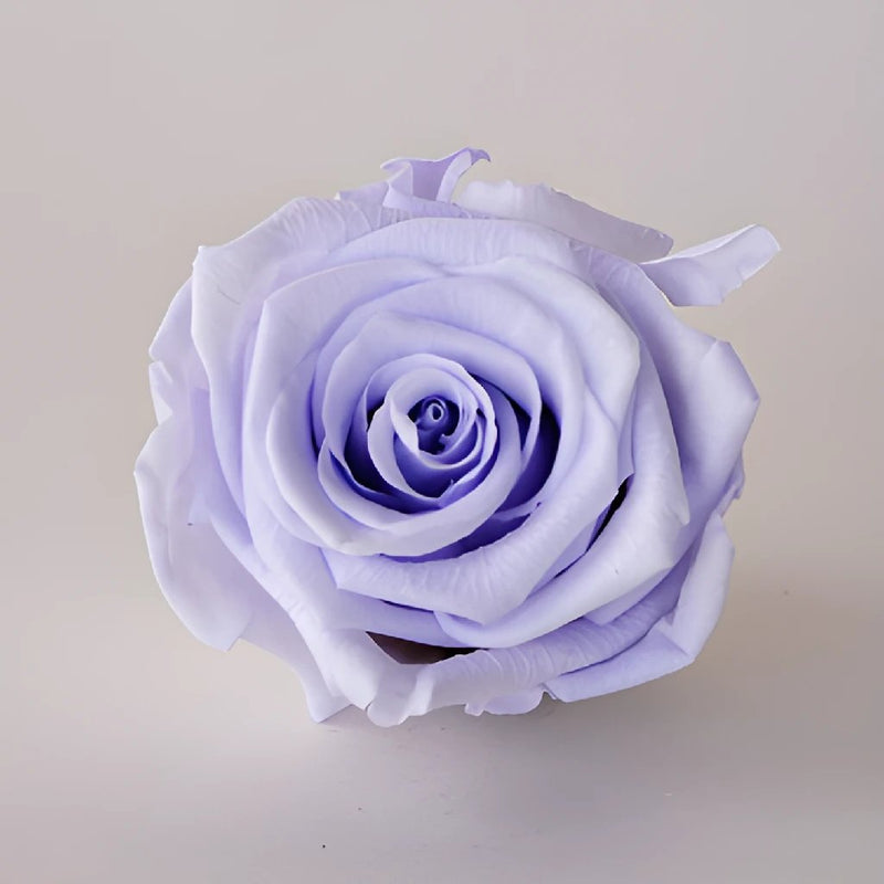 Preserved Cool Lavender Rose