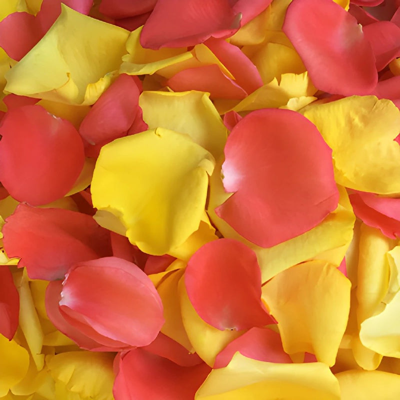 Coral and Yellow Rose Petals
