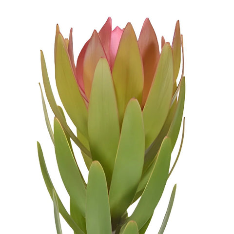 Coral Leucadendron Bloom side view