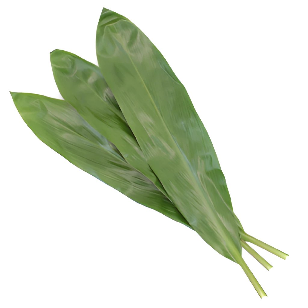 Green Cordyline Foliage Leaves