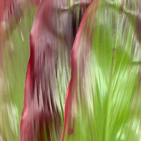 Green with Red Cordyline Leaf Filler
