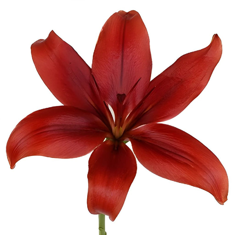 Brick Red LA Hybrid Lily