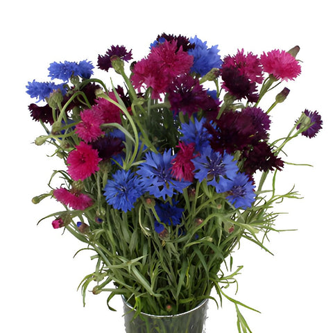 Assorted Color Cornflowers