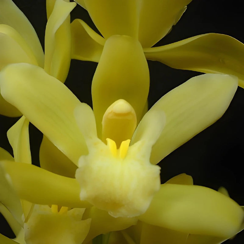 Mini Cymbidium Orchid Lemon Icicle