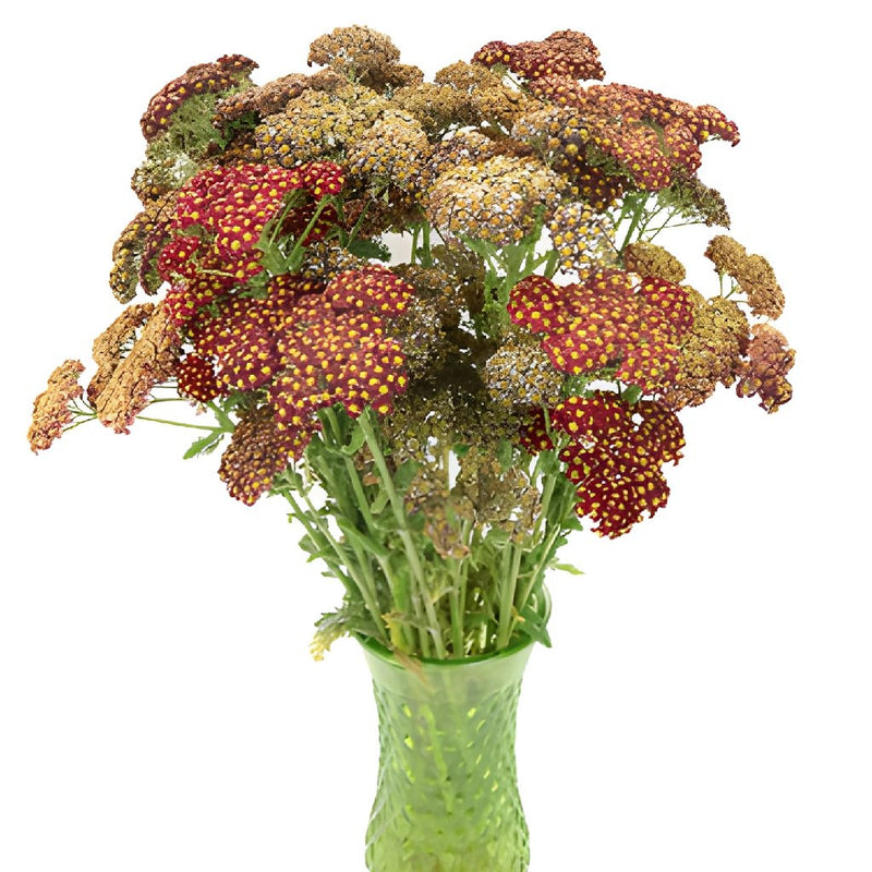 Dried Yarrow/ Golden Florals/ Mustard Colored Dried Florals –  SolaFlowerStore