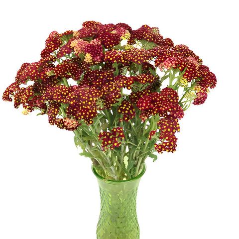 Yarrow Cottage Red
