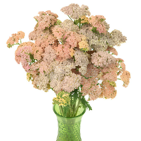 Peachy Pink Cottage Yarrow Flowers