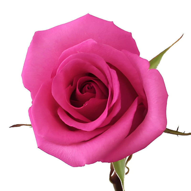 Cotton Candy Hot Pink Rose