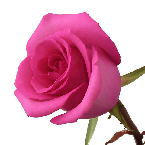 Cotton Candy Hot Pink Rose