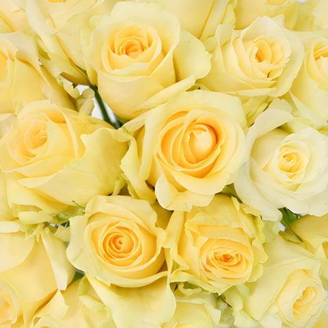 Lemon Sherbet Sweetheart Roses