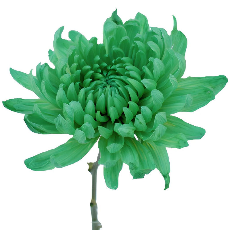 Green Cremon Bulk Flowers