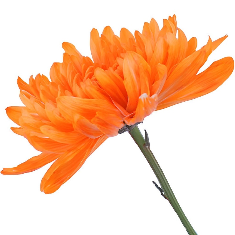 Orange You Glad Bulk Cremon Flowers