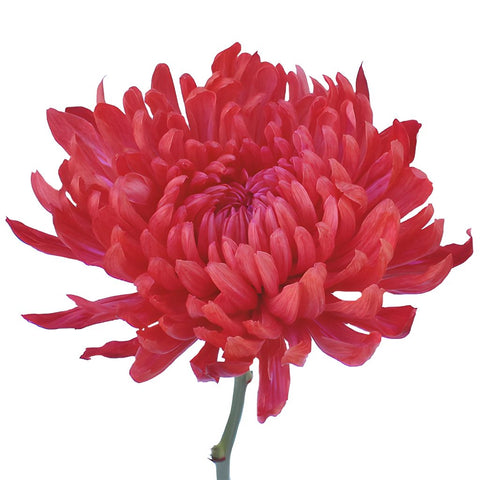 Red Cremon Mum Flower