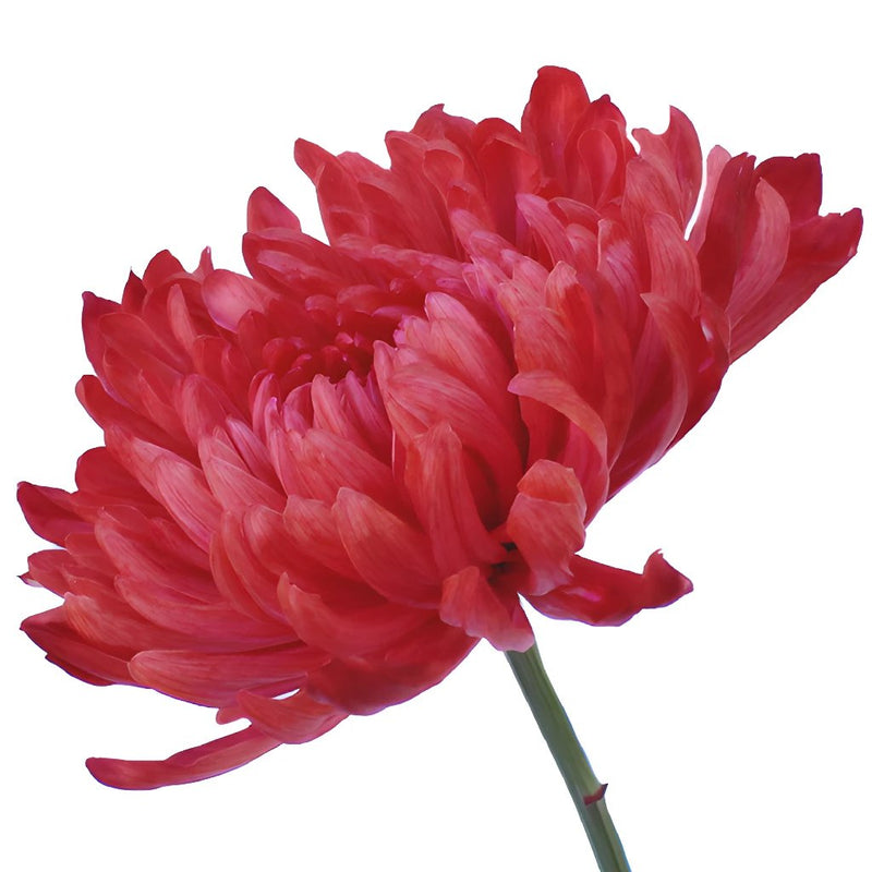 Red Cremon Mum Flower