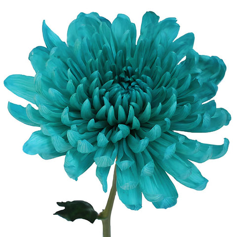 Turquoise Wedding Cremon Flower
