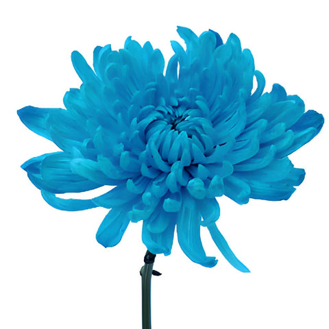 Electric Blue Wedding Flower
