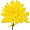 True Yellow Enhanced Football Mum Wedding Flower