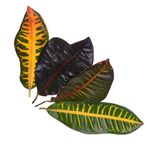 Assorted Croton Leaves