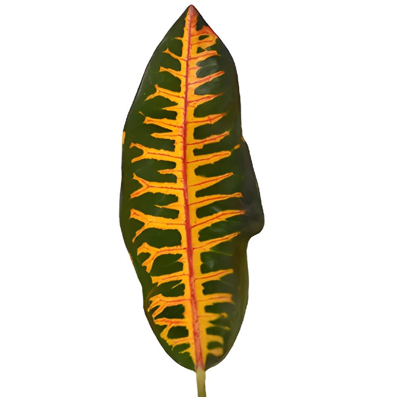 Assorted Croton Leaves
