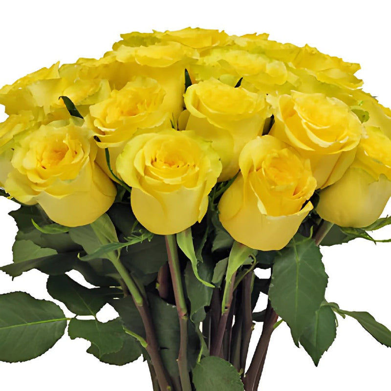 Cheery Yellow Rose