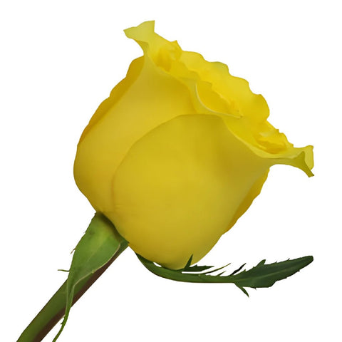 Cheery Yellow Rose