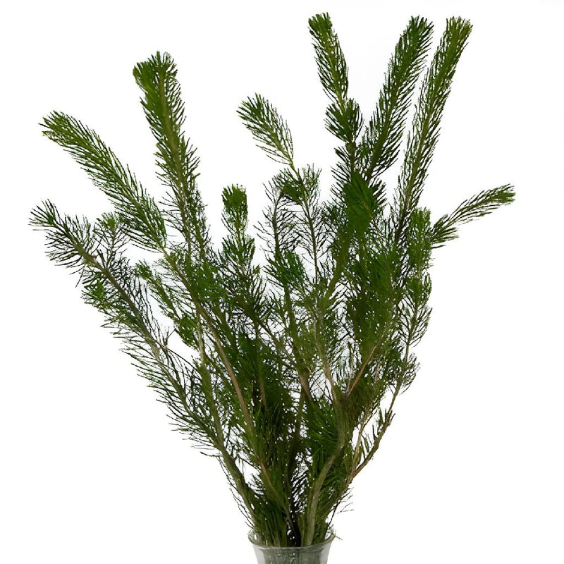 Wholesale greenery curly pine filler flowers sold as bulk