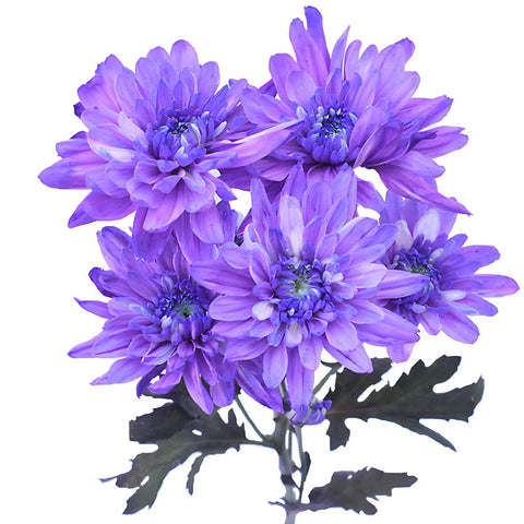 Pastel Purple Enhanced Flower