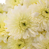 Creamy White Dahlia Style Cremon Flower