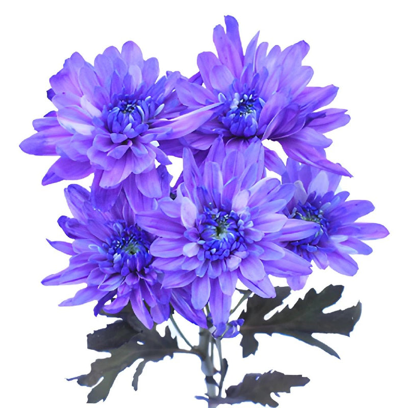 Indigo Violet Enhanced Flower
