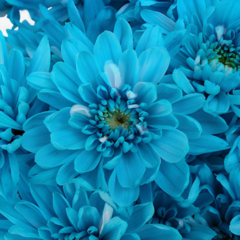 Blue Cushion Bulk Flower Enhanced