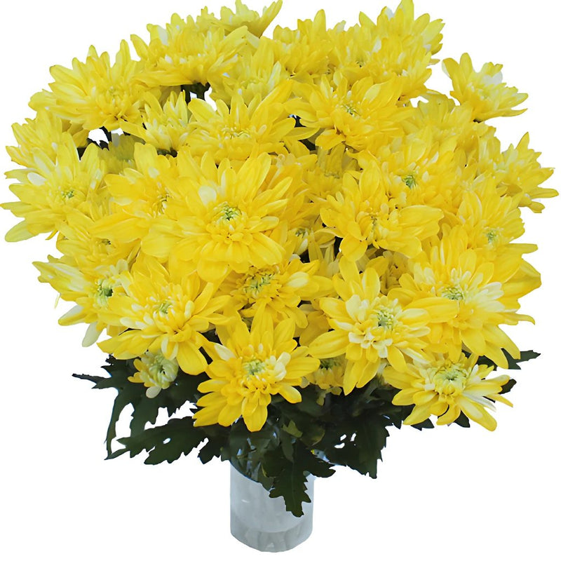 True Yellow Enhanced Flower