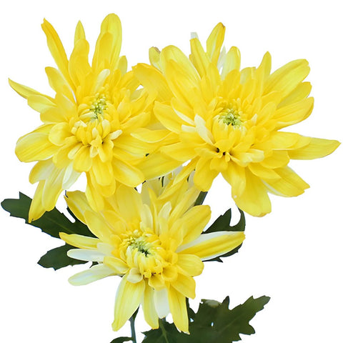 True Yellow Enhanced Flower