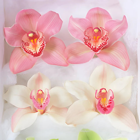 Cymbidium Orchid Tubed Blooms