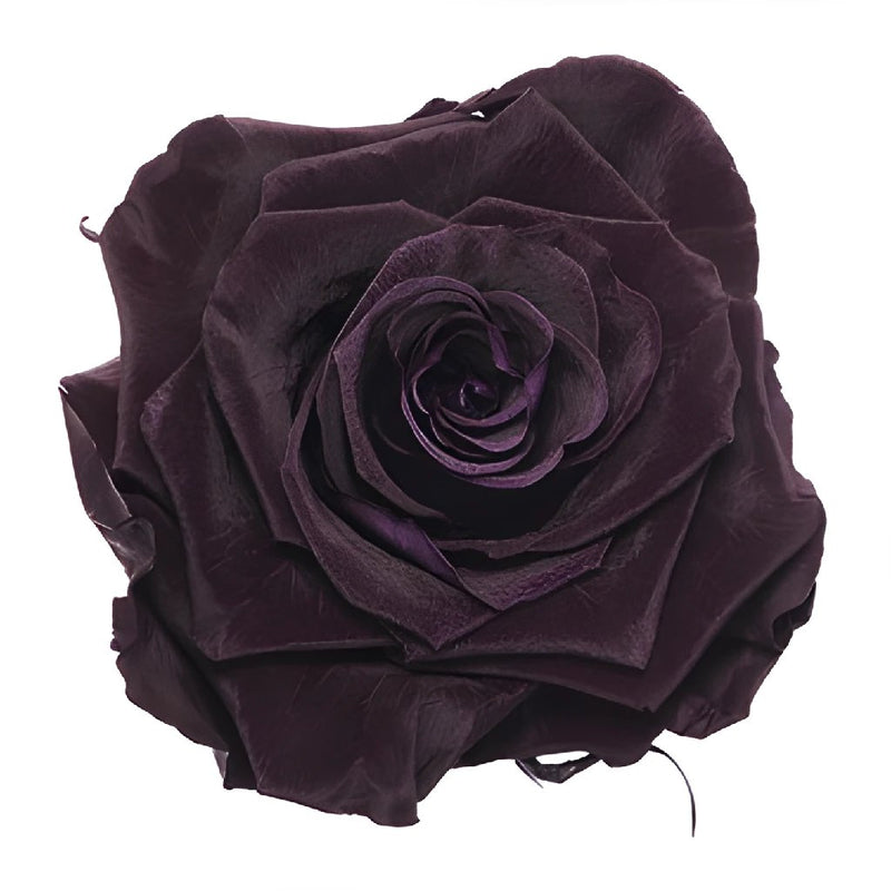 Preserved Deep Purple Rose