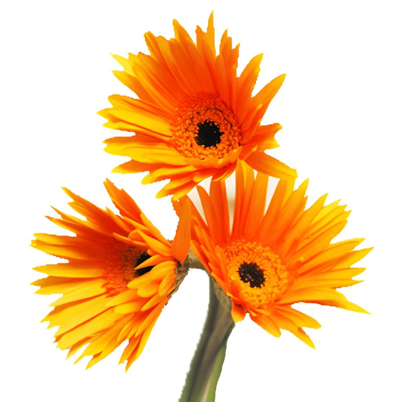 Gerbera Daisy Orange Tinted Wholesale Flower Bunch