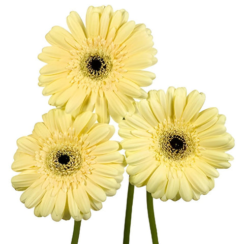 Gerbera Daisy Decafe Pale Yellow Wholesale Flower Bunch
